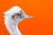 Portrait of an ostrich head profile.Bird ostrich with funny look on orange background.closeup.copy space