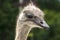 Portrait of an ostrich in nature