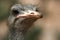 Portrait of an ostrich (Struthio camelus), Africa