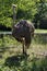 Portrait of ostriche in part of summer park