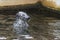 Portrait of Otariidae head - Sea lion in the water