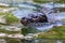 Portrait of Otariidae head - Sea lion in the water