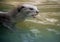 Portrait of an otter swimming in the water