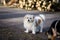 Portrait of overgrown white dog