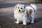 Portrait of overgrown white dog