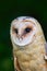 Portrait of owl. Barn owl, Tito alba, nice blurred light green the background, animal in the habitat, United Kingdom. Owl in the