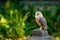 Portrait of owl. Barn owl, Tyto alba, perched on old grave stone. Beautiful owl in colorful autumn nature. Green bracken