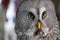 Portrait of an owl close-up, night predator