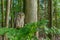 Portrait of owl. Ural owl, Strix uralensis, perched in beech forest. Beautiful grey owl in natural habitat.