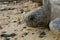 Portrait of Pacific Green sea turtle in deserted beach