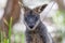 Portrait of Pademelon - native Australian marsupial.