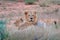 Portrait of pair of African lions, Panthera leo, detail of big animals, Kruger National Park South Africa. Cats in nature habitat