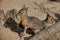Portrait of pair big Patagonian Cavy Maras dolichotis mammal