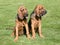 The portrait of pair of Bloodhound dogs