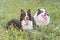 Portrait of pair of the Border Collie outdoors