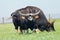 Portrait of pair buffalos with beautiful and large horns. Reservation Askania Nova, Ukraine