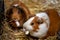 Portrait of pair domestic guinea pigs Cavia porcellus cavies on the straw