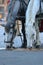 Portrait of a pair of horse-drawn horses close-up