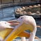 Portrait of pair large pelicans closeup