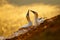 Portrait of pair of Northern Gannet, Sula bassana, with dark green foreground and dark blue sea in background.