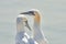 Portrait of pair of Northern Gannet, Sula bassana, Two birds love in soft light, animal love behaviour