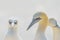 Portrait of pair of Northern Gannet, Sula bassana, Two birds love in soft light, animal love behaviour