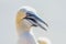 Portrait of pair of Northern Gannet, Sula bassana, Two birds love in soft light, animal love behaviour