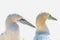 Portrait of pair of Northern Gannet, Sula bassana, Two birds love in soft light, animal love behaviour