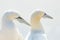 Portrait of pair of Northern Gannet, Sula bassana, Two birds love in soft light, animal love behaviour