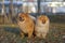 Portrait of pair pomeranian spitz