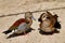 Portrait of pair ringed teal ducks