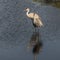 Portrait of a Pair of Sand Hill Cranes Wading Together