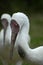 A portrait of a pair of siberian white cranes