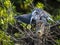 Portrait of a Pair of Tricolored Herons Hugging