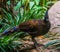 Portrait of a palawan peacock, beautiful and colorful pheasant specie from the palawan island