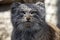 Portrait of a PallasÂ´ cat, Otocolobus manul, watching closely the surroundings