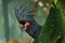 Portrait of palm cockatoo, Probosciger aterrimus, hidden behind palm leaf in rain forest. Black parrot with red cheeks