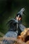 Portrait of Palm cockatoo, Probosciger aterrimus. Pair of dark parrots in green forest habitat, cleaning feathers each other.