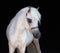 Portrait of palomino American Miniature Horse on black background.