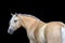 Portrait of a Palomino horse on black background