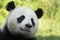 Portrait of panda bear close up. Cute China animals.