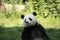 Portrait of panda bear close up. Cute China animals.