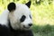 Portrait of panda bear close up. Cute China animals.