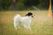 Portrait of papillon in agility park.