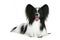 Portrait of a papillon breed dog