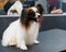 Portrait of Papillon Continental Spaniel dog in grooming salon.