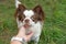 Portrait papillon dog in the garden for a walk. Small  breed of dogs.