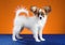 Portrait Papillon puppy on an orange background