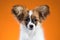 Portrait Papillon puppy on an orange background