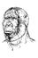 Portrait of Paranthropus boisei or Australopithecus bosei. Also called OH 5. Zinj, Dear Boy or Nutcrakerman